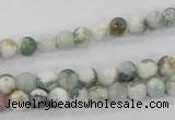 CAA700 15.5 inches 6mm round tree agate gemstone beads wholesale