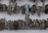 CCH646 15.5 inches 4*10mm - 6*14mm labradorite chips beads