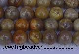 CFC201 15.5 inches 6mm round fossil coral beads wholesale