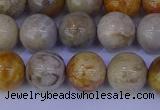 CFC203 15.5 inches 10mm round fossil coral beads wholesale