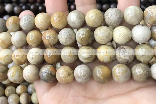 CFC325 15.5 inches 14mm round fossil coral beads wholesale