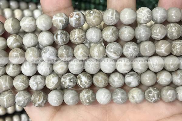 CFC330 15.5 inches 8mm round fossil coral beads wholesale