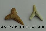 CGP541 15*25mm - 22*30mm shark teeth pendants wholesale