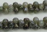 CLB630 15.5 inches 4*9mm bone AB-color labradorite beads