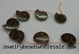 CMM05 15.5 inches 30*35mm - 35*40mm carved ammonite gemstone beads