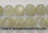 CMS314 15.5 inches 12mm round natural moonstone beads wholesale